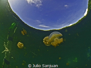 Reflections in Jellyfish lake in Palau by Julio Sanjuan 